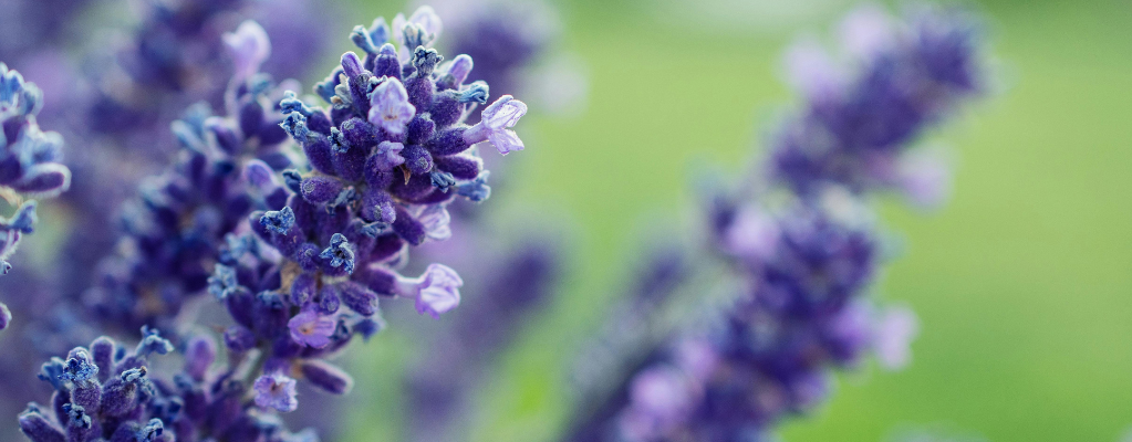 Blauwe en paarse tuinplanten: een kleurrijke en rustgevende combinatie Blauwe en paarse tuinplanten: een kleurrijke en rustgevende combinatie