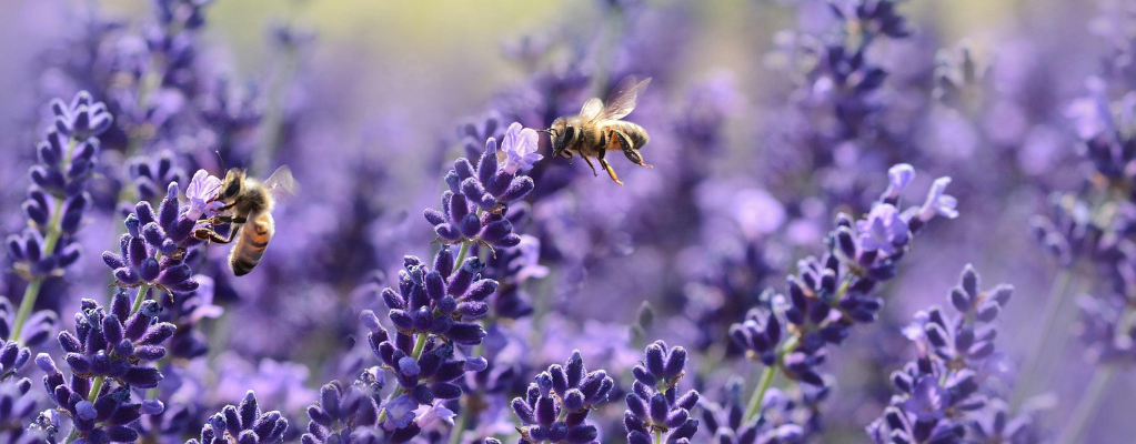 Paarse en blauwe vaste planten