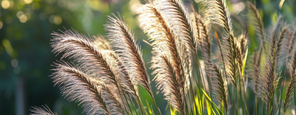 Lampepoetsersgras kopen: sierlijk en onderhoudsvriendelijk Lampepoetsersgras kopen: sierlijk en onderhoudsvriendelijk