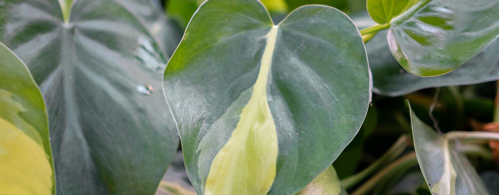 Philodendron Brasil Philodendron Brasil