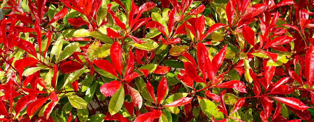 Photinia