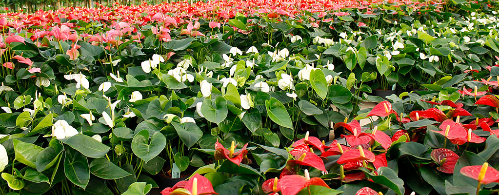 Bloeiende kamerplanten Bloeiende kamerplanten