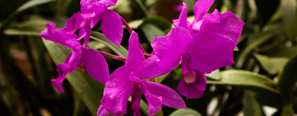 Polygala Polygala