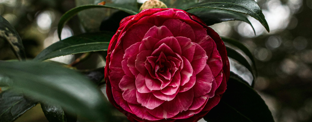 Rode vaste planten winterhard