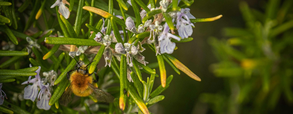 Rosmarinus: een aromatische en veelzijdige tuinplant Rosmarinus: een aromatische en veelzijdige tuinplant