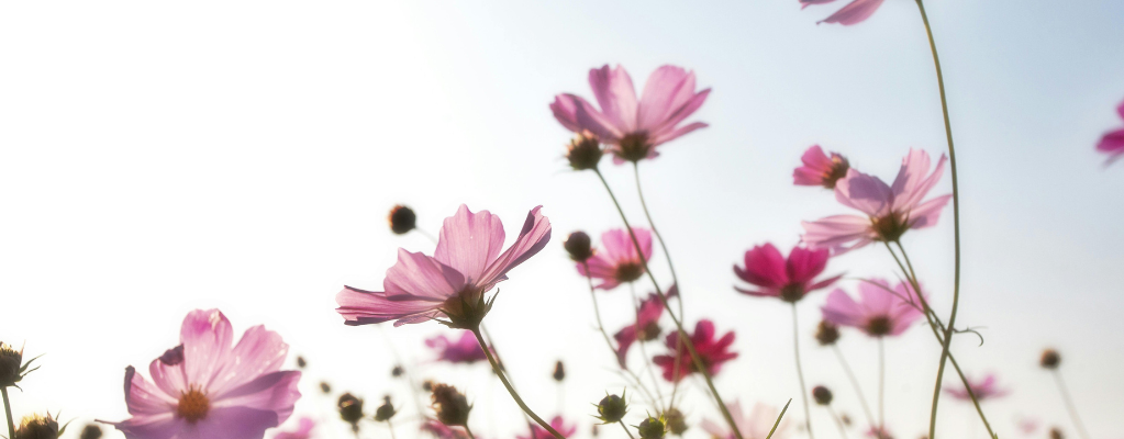 Roze vaste planten Roze vaste planten