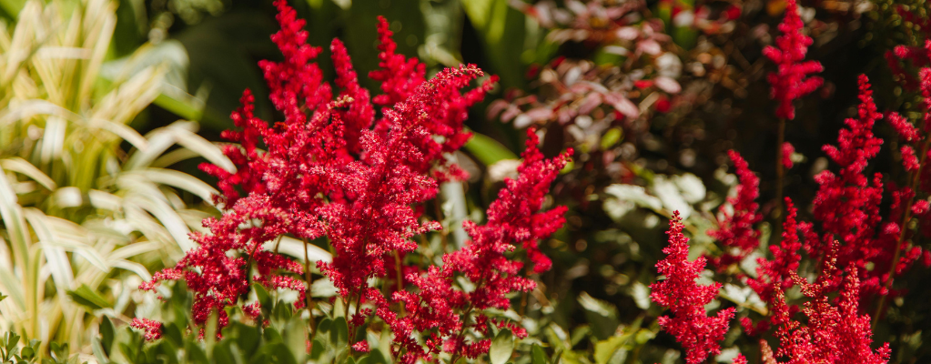 Saxifragaceae Saxifragaceae