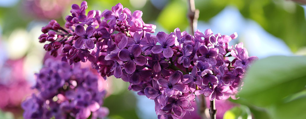 Sering - Syringa Sering - Syringa