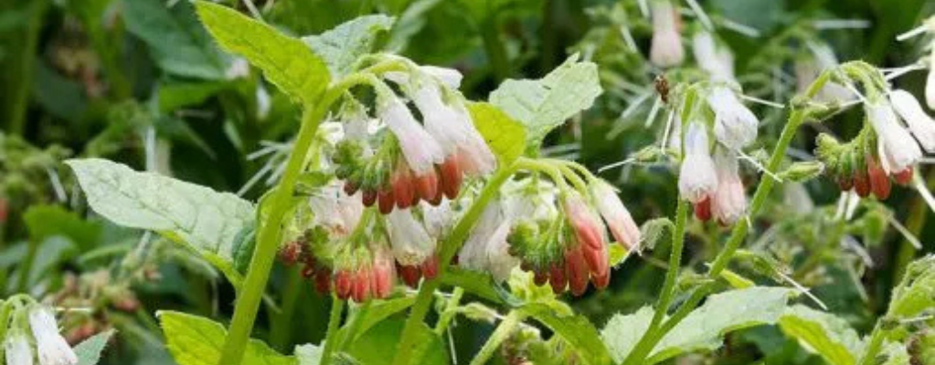 Symphytum grand – een veelzijdige plant voor tuin en gezondheid Symphytum grand – een veelzijdige plant voor tuin en gezondheid
