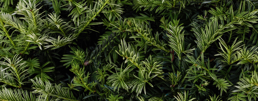 Taxus Taxus