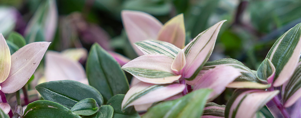 Tradescantia - Vaderplant Tradescantia - Vaderplant