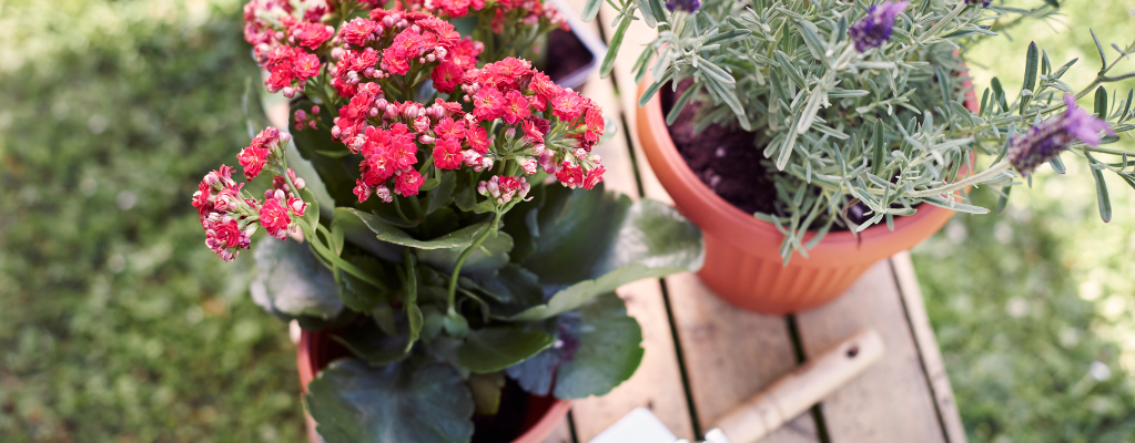 Vaste stralende zomerbloeiers voor een kleurrijke zomertuin Vaste stralende zomerbloeiers voor een kleurrijke zomertuin