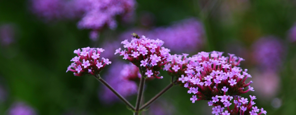 Verbena: een prachtige toevoeging aan je tuin Verbena: een prachtige toevoeging aan je tuin
