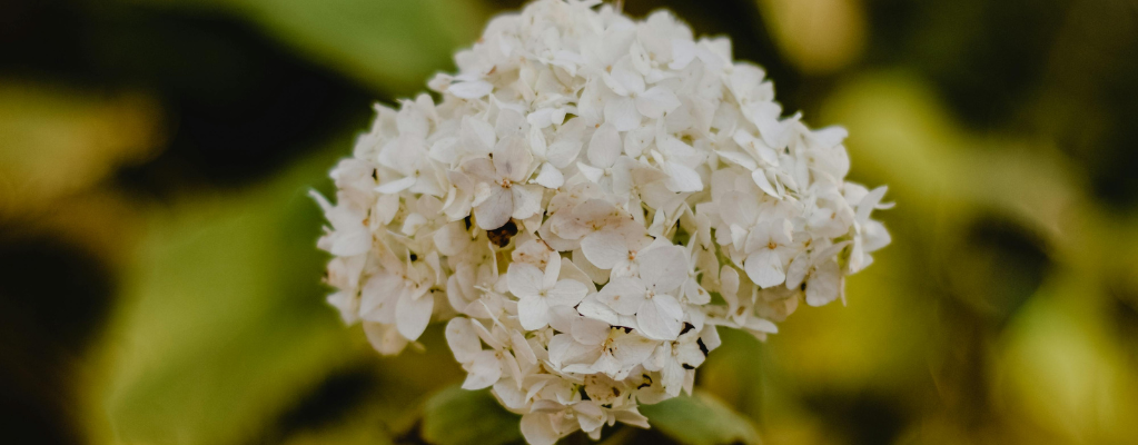 Winterharde hortensia