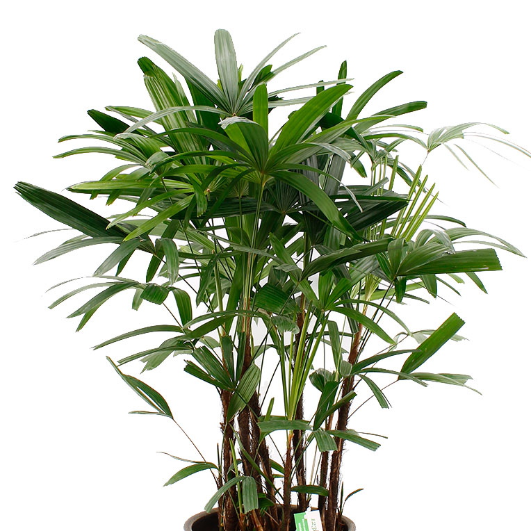 Rhapis kopen