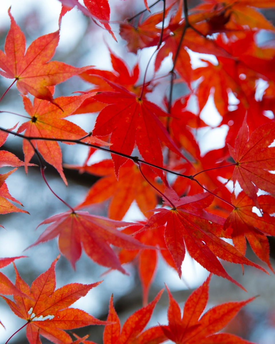 Japanse esdoorn water geven