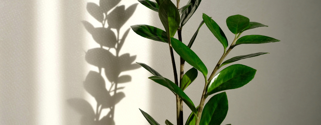 Kamerplanten voor in de schaduw Kamerplanten voor in de schaduw