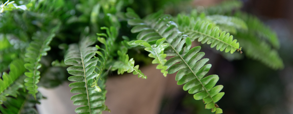 Schaduw varens Schaduw varens