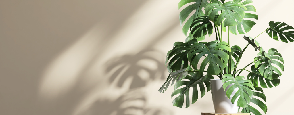 Grote kamerplanten