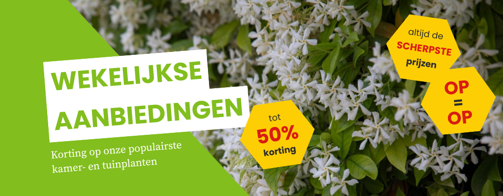 Weekdeals