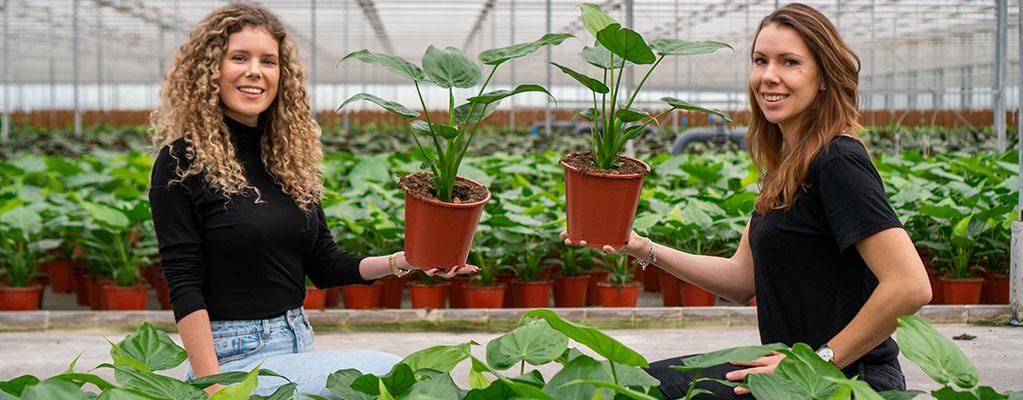 Alocasia Cucullata