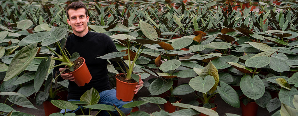 Alocasia Wentii