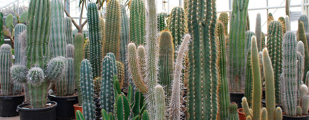 kopen? & kleine cactussen - 123planten.nl