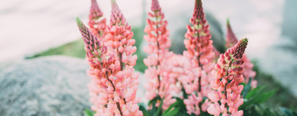 Vlinderbloemenfamilie