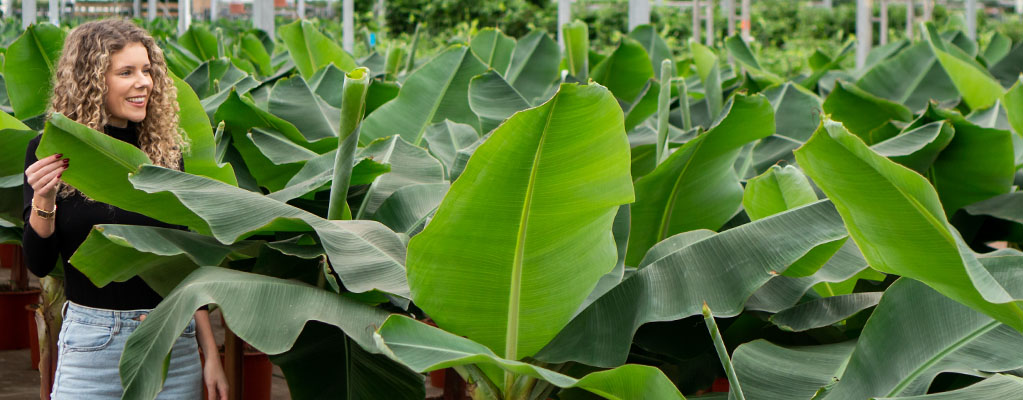 is er Krimpen tyfoon Bananenplant (Musa) kopen? - 123planten.nl