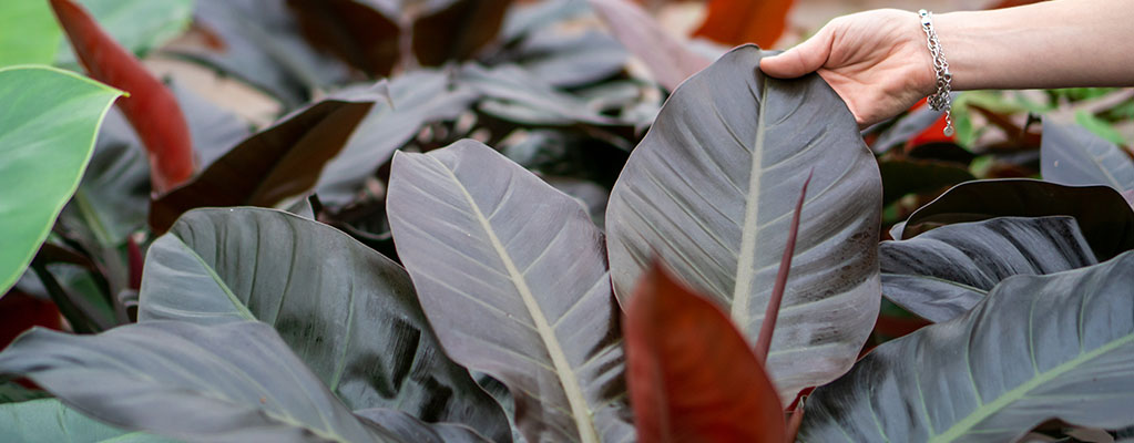 Philodendron Imperial Red