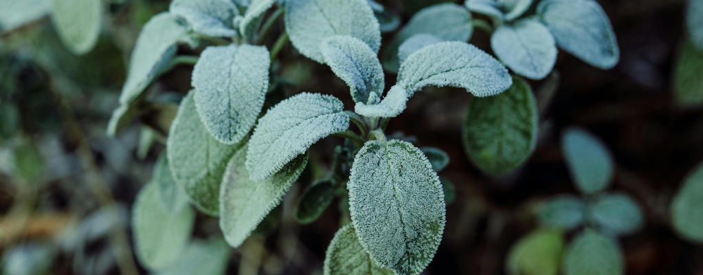 Salie: een veelzijdige plant voor je tuin