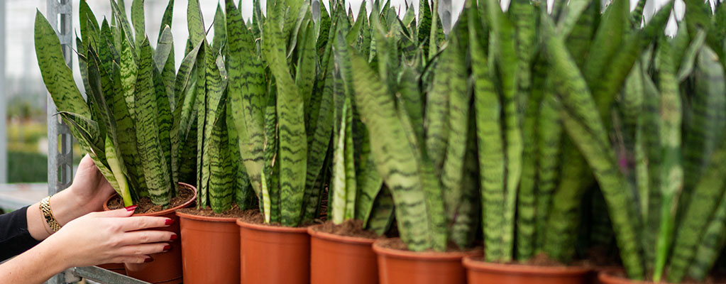 Sansevieria Zeylanica