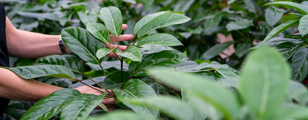 Schefflera Amate