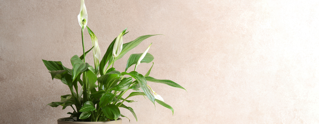 Spathiphyllum - Lepelplant