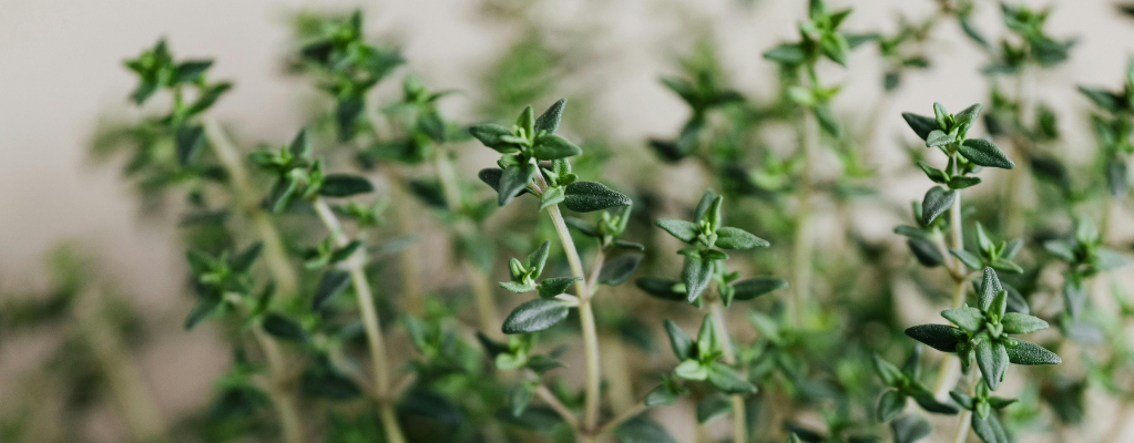Thymus: alles over de tijm plant