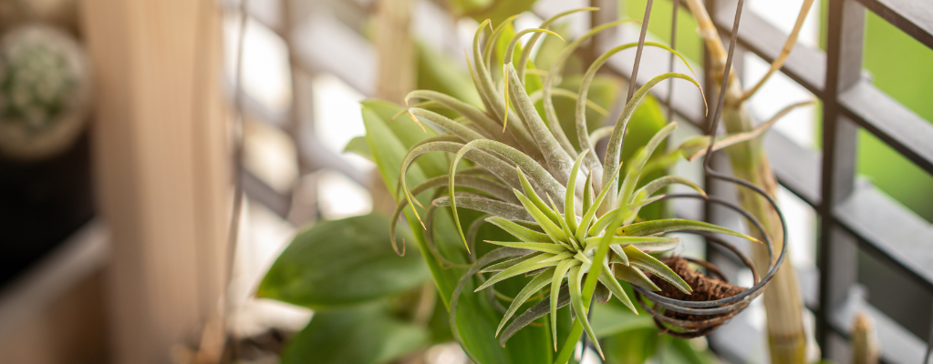 Tillandsia Tillandsia