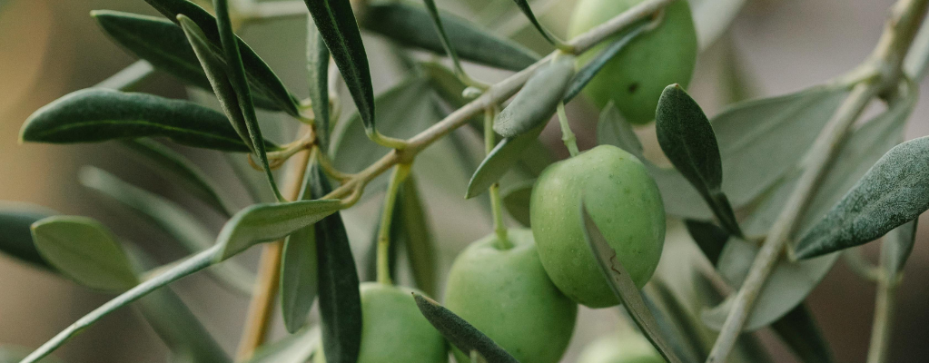 Zilvergroene tuinplanten