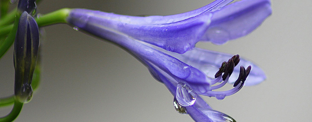 Afrikaanse lelie (Agapanthus)