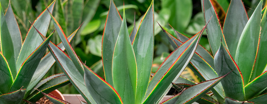 Agave - Eeuwplant