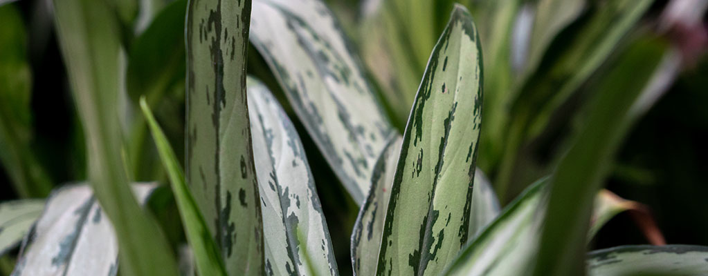 Aglaonema Maria