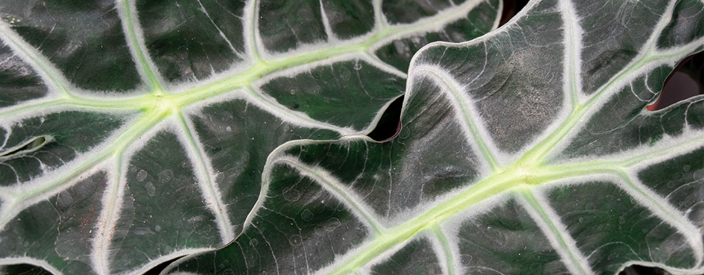 Alocasia Polly - Skeletplant