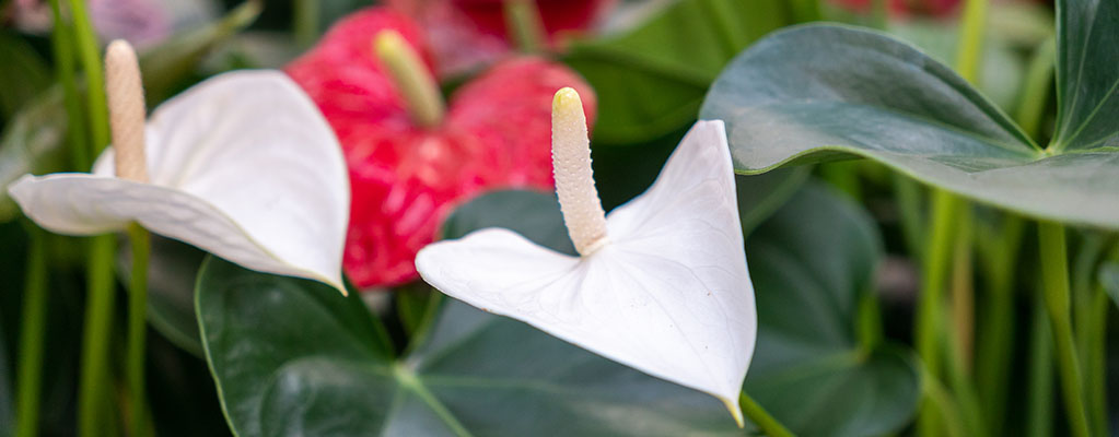 Anthurium - Flamingo plant