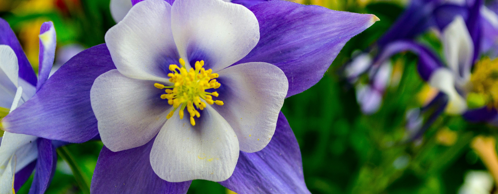 Aquilegia kopen: breng kleur en elegantie in je tuin