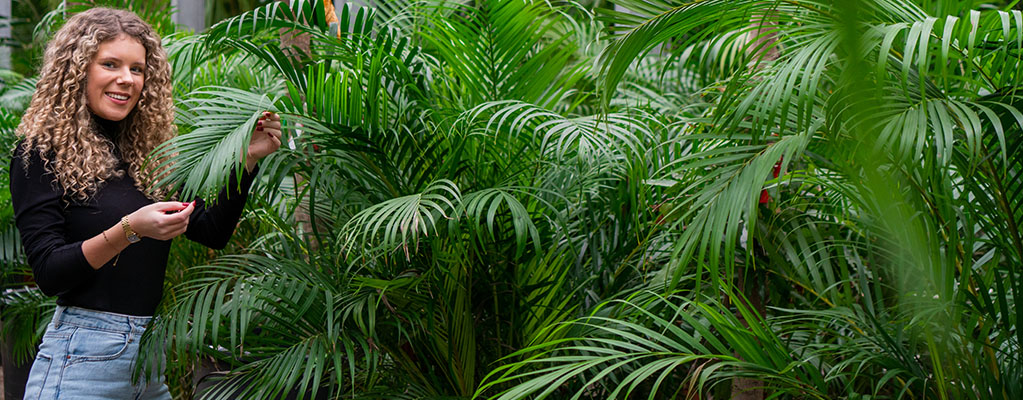 Areca palm - Goudpalm