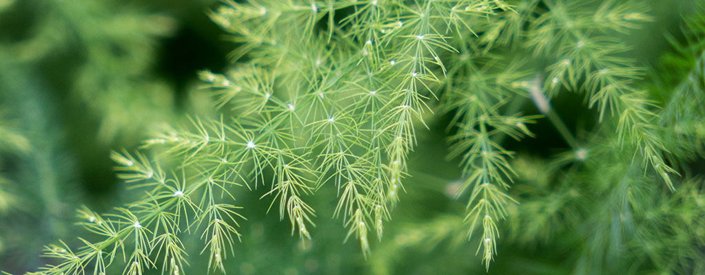 Asparagus (Sierasperge) - Hydrocultuur