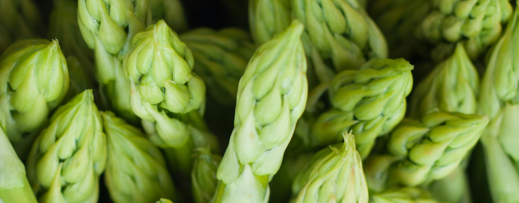 Asperge (Asparagus) 