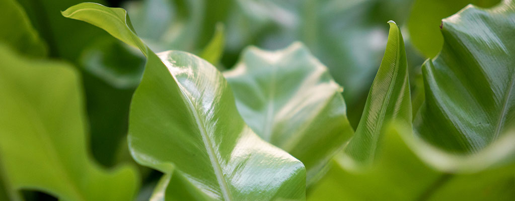 Asplenium - Nestvaren