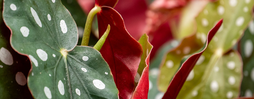 Begonia Maculata - Stippenbegonia