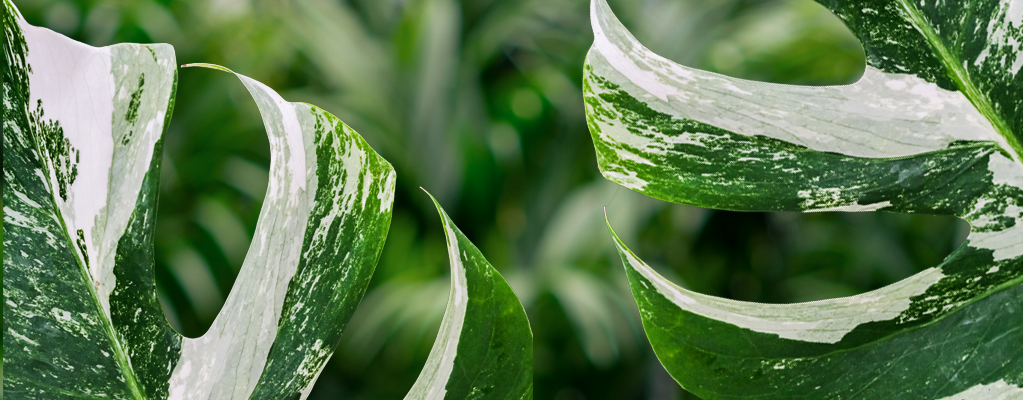 preambule Koor Handelsmerk Bijzondere kamerplanten kopen? - 123planten.nl