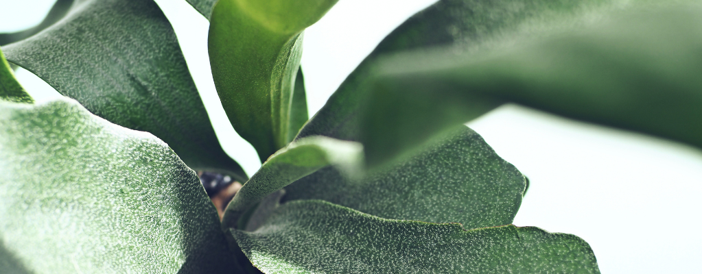 Phlebodium - Blauwvaren